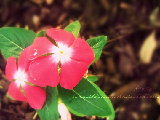 Impatiens By mrsnikkisixx